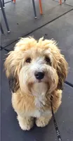 Small female Mini, a female Soft Coated Wheaten Terrier and Whoodle for sale in Los Angeles, CA – 10 of 10