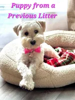 Small male Trained Mini, a male Soft Coated Wheaten Terrier and Whoodle for sale in Los Angeles, CA – 6 of 10