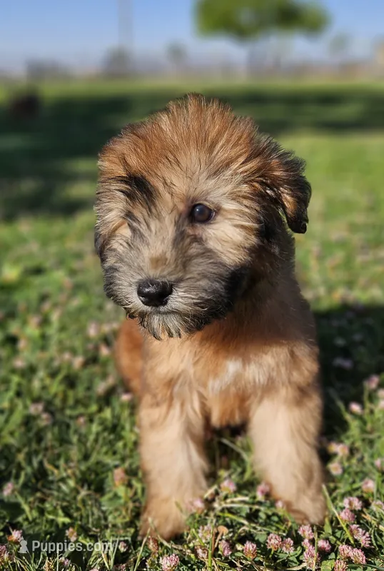 AKC Girl – Soft Coated Wheaten Terrier puppy for sale in Los Angeles, CA