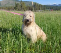 Small male Mini, a male Soft Coated Wheaten Terrier and Whoodle for sale in Los Angeles, CA – 4 of 8