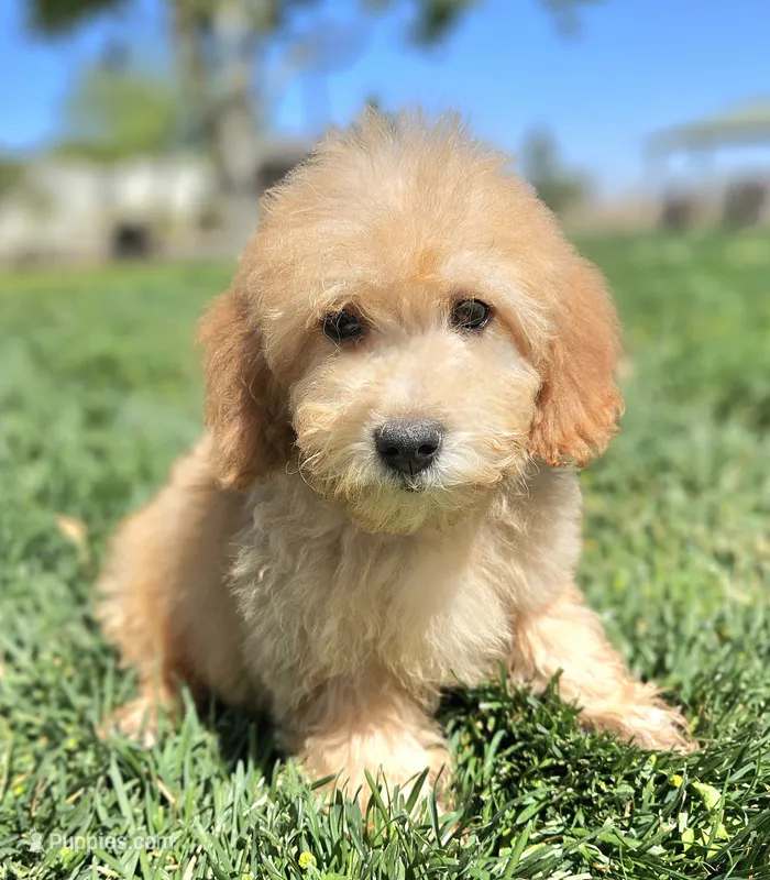 Small male Mini – Soft Coated Wheaten Terrier, Whoodle puppy for sale in Los Angeles, CA
