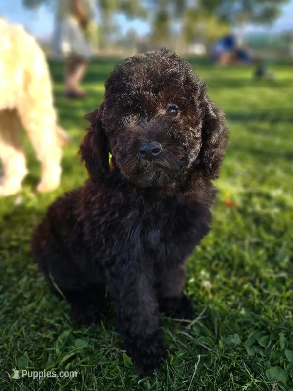 Small female Mini – Soft Coated Wheaten Terrier, Whoodle puppy for sale in Los Angeles, CA