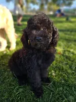 Small female Mini, a female Soft Coated Wheaten Terrier and Whoodle for sale in Los Angeles, CA – 1 of 10