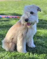 AKC Girl, a female Soft Coated Wheaten Terrier for sale in Los Angeles, CA – 3 of 6
