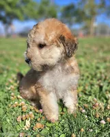 Small female Mini, a female Soft Coated Wheaten Terrier and Whoodle for sale in Los Angeles, CA – 2 of 10