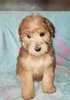 Small female Mini, a female Soft Coated Wheaten Terrier and Whoodle for sale in Los Angeles, CA – 2 of 10
