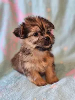 Toy sized Boy , a male Shih Tzu and Yorkshire Terrier for sale in Los Angeles, CA – 4 of 6