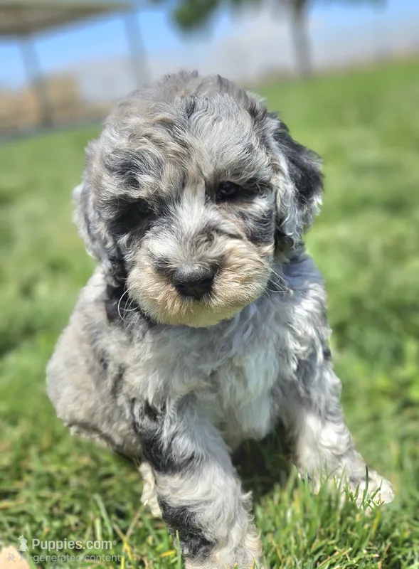 Blue 💙 Merle girl Cookies N Cream 🍪  💙  – Soft Coated Wheaten Terrier, Whoodle puppy for sale in Los Angeles, CA