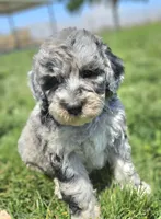 Blue 💙 Merle girl Cookies N Cream 🍪  💙 , a female Soft Coated Wheaten Terrier and Whoodle for sale in Los Angeles, CA – 1 of 10