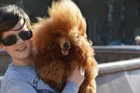 Red and White male with Full AKC , a male Poodle - Miniature  for sale in Los Angeles, CA – 2 of 3