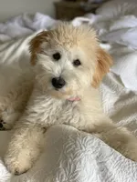 Small Apricot Mini, a female Soft Coated Wheaten Terrier and Whoodle for sale in Los Angeles, CA – 7 of 9