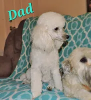 Small male Mini, a male Soft Coated Wheaten Terrier and Whoodle for sale in Los Angeles, CA – 5 of 8