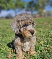 Unique Blue Merle 💙 Boy, a male Soft Coated Wheaten Terrier and Whoodle for sale in Los Angeles, CA – 2 of 9
