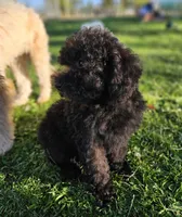 Small female Mini, a female Soft Coated Wheaten Terrier and Whoodle for sale in Los Angeles, CA – 4 of 10