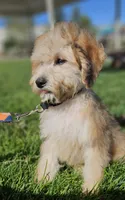 Medium Sized Boy, a male Soft Coated Wheaten Terrier and Whoodle for sale in Los Angeles, CA – 2 of 10