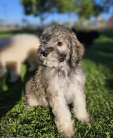 Small female Mini, a female Soft Coated Wheaten Terrier and Whoodle for sale in Los Angeles, CA – 4 of 10