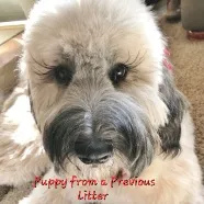 Kona ☕️ Adorable 😍 Medium Sized Girl, a female Soft Coated Wheaten Terrier and Whoodle for sale in Los Angeles, CA – 7 of 10