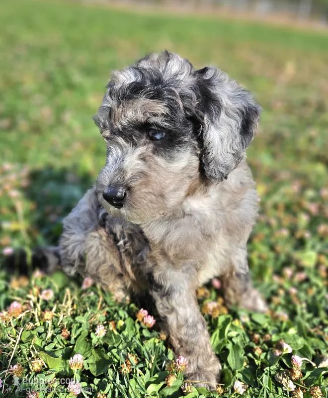 Mini Blue Merle 💙 Boy – Soft Coated Wheaten Terrier, Whoodle puppy for sale in Los Angeles, CA