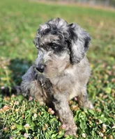 Mini Blue Merle 💙 Boy, a male Soft Coated Wheaten Terrier and Whoodle for sale in Los Angeles, CA – 1 of 9