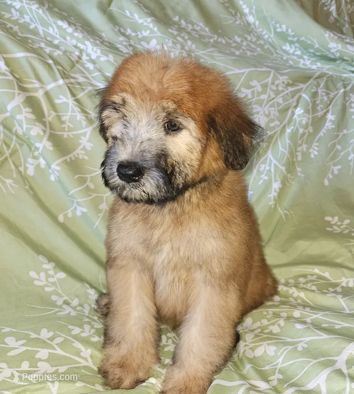 AKC Boy with Dark Gold Color – Soft Coated Wheaten Terrier puppy for sale in Los Angeles, CA