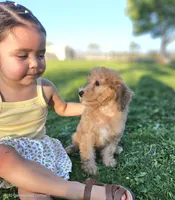 Wheaten Colored Boy, a male Soft Coated Wheaten Terrier and Whoodle for sale in Los Angeles, CA – 2 of 10