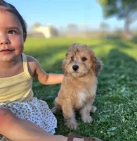 Wheaten Colored Boy, a male Soft Coated Wheaten Terrier and Whoodle for sale in Los Angeles, CA – 1 of 10