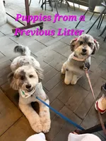 Unique Blue Merle 💙 Boy, a male Soft Coated Wheaten Terrier and Whoodle for sale in Los Angeles, CA – 9 of 9