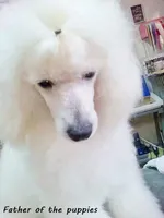 Small female Mini, a female Poodle - Miniature  and Whoodle for sale in Los Angeles, CA – 2 of 4