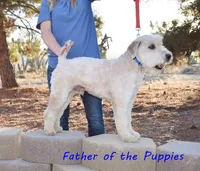 Small female Mini, a female Soft Coated Wheaten Terrier and Whoodle for sale in Los Angeles, CA – 6 of 10