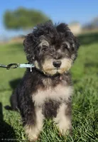 Small male Mini, a male Soft Coated Wheaten Terrier and Whoodle for sale in Los Angeles, CA – 4 of 8