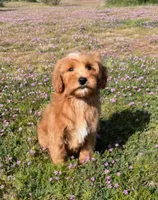 Small male Mini, a male Soft Coated Wheaten Terrier and Whoodle for sale in Los Angeles, CA – Photo 2 of 3