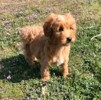 Small male Mini, a male Soft Coated Wheaten Terrier and Whoodle for sale in Los Angeles, CA – Photo 3 of 3