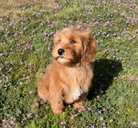 Small male Mini, a male Soft Coated Wheaten Terrier and Whoodle for sale in Los Angeles, CA – Photo 1 of 3