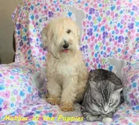 Medium Sized Girl, a female Soft Coated Wheaten Terrier and Whoodle for sale in Los Angeles, CA – 5 of 10