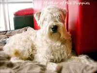 AKC Girl, a female Soft Coated Wheaten Terrier for sale in Los Angeles, CA – 5 of 5