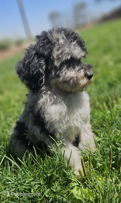 Blue 💙 Merle Boy 20-25 lbs 💙  – Soft Coated Wheaten Terrier, Whoodle puppy for sale in Los Angeles, CA