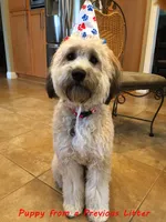 Wheaten Colored Boy , a male Soft Coated Wheaten Terrier and Whoodle for sale in Los Angeles, CA – 8 of 10