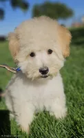 Small male Trained Mini, a male Soft Coated Wheaten Terrier and Whoodle for sale in Los Angeles, CA – 1 of 10