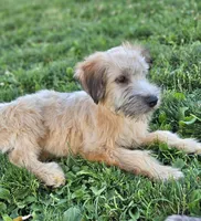 Trained Wheaten Boy, a male Soft Coated Wheaten Terrier for sale in Los Angeles, CA – 4 of 6