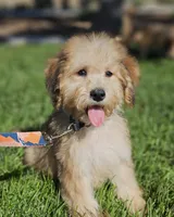 Medium Sized Boy, a male Soft Coated Wheaten Terrier and Whoodle for sale in Los Angeles, CA – 4 of 10