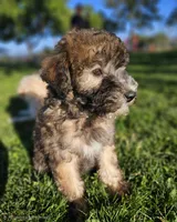 Medium Sized Girl, a female Soft Coated Wheaten Terrier and Whoodle for sale in Los Angeles, CA – 2 of 10