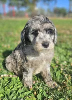 Mini Blue Merle 💙 Boy, a male Soft Coated Wheaten Terrier and Whoodle for sale in Los Angeles, CA – 2 of 9