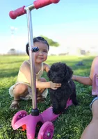 Small female Mini, a female Soft Coated Wheaten Terrier and Whoodle for sale in Los Angeles, CA – 3 of 10