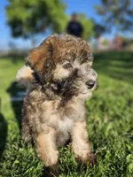 Medium Sized Girl, a female Soft Coated Wheaten Terrier and Whoodle for sale in Los Angeles, CA – 4 of 10