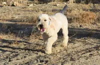 AKC Girl, a female Soft Coated Wheaten Terrier for sale in Los Angeles, CA – 4 of 5