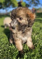 Medium Sized Girl, a female Soft Coated Wheaten Terrier and Whoodle for sale in Los Angeles, CA – 3 of 10