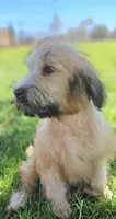 Wheaten Colored Boy , a male Soft Coated Wheaten Terrier and Whoodle for sale in Los Angeles, CA – 3 of 10