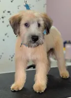 Trained Wheaten Boy, a male Soft Coated Wheaten Terrier for sale in Los Angeles, CA – 3 of 6