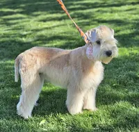 AKC Girl, a female Soft Coated Wheaten Terrier for sale in Los Angeles, CA – 6 of 6