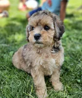 Kona ☕️ Adorable 😍 Medium Sized Girl, a female Soft Coated Wheaten Terrier and Whoodle for sale in Los Angeles, CA – 3 of 10
